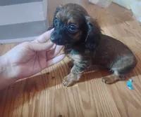 Molly, a female Miniature Dachshund for sale in Munfordville, KY – 2 of 6