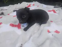 Lilly , a female Chihuahua for sale in Munfordville, KY – 1 of 6