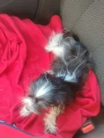 Princess , a female Yorkshire Terrier for sale in Munfordville, KY – 3 of 3