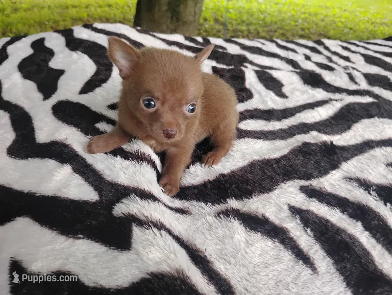 Tinkerbell  – Chihuahua puppy for sale in Munfordville, KY
