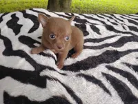 Tinkerbell , a female Chihuahua for sale in Munfordville, KY – 1 of 6