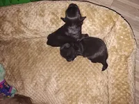 Shadow, a male Jack Russell Terrier and Shihpoo for sale in Pittsburgh, PA – 3 of 3