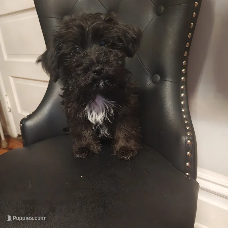 Shadow – Jack Russell Terrier, Shihpoo puppy for sale in Pittsburgh, PA