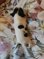 Baby luster , a male Jack Russell Terrier and Shihpoo for sale in Pittsburgh, PA – 3 of 4