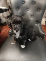 pepper, a female Jack Russell Terrier and Shihpoo for sale in Pittsburgh, PA – 1 of 4