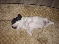 Baby luster , a male Jack Russell Terrier and Shihpoo for sale in Pittsburgh, PA – 2 of 4