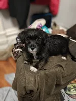 pepper, a female Jack Russell Terrier and Shihpoo for sale in Pittsburgh, PA – 2 of 4