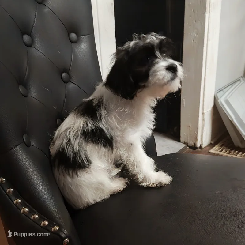 Baby luster  – Jack Russell Terrier, Shihpoo puppy for sale in Pittsburgh, PA