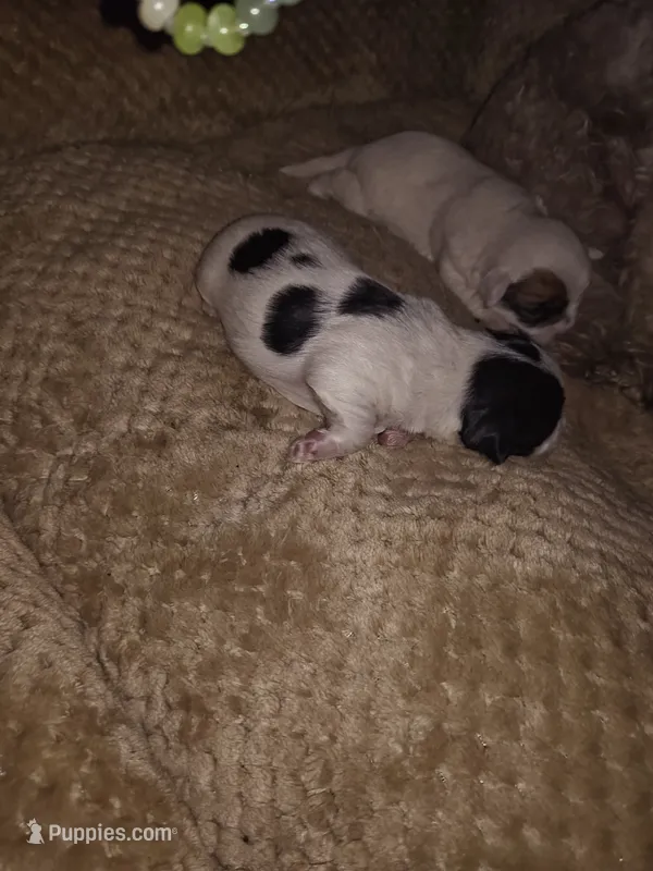 Baby luster  – Jack Russell Terrier, Shihpoo puppy for sale in Pittsburgh, PA
