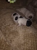 Baby luster , a male Jack Russell Terrier and Shihpoo for sale in Pittsburgh, PA – 1 of 4