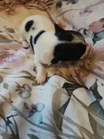 Baby luster , a male Jack Russell Terrier and Shihpoo for sale in Pittsburgh, PA – 4 of 4