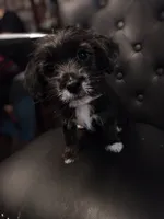 pepper, a female Jack Russell Terrier and Shihpoo for sale in Pittsburgh, PA – 3 of 4