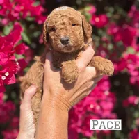Pace, a male Miniature Goldendoodle for sale in Mesa, AZ – 5 of 7