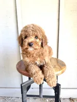Wilson, a male Miniature Goldendoodle for sale in Mesa, AZ – 1 of 6