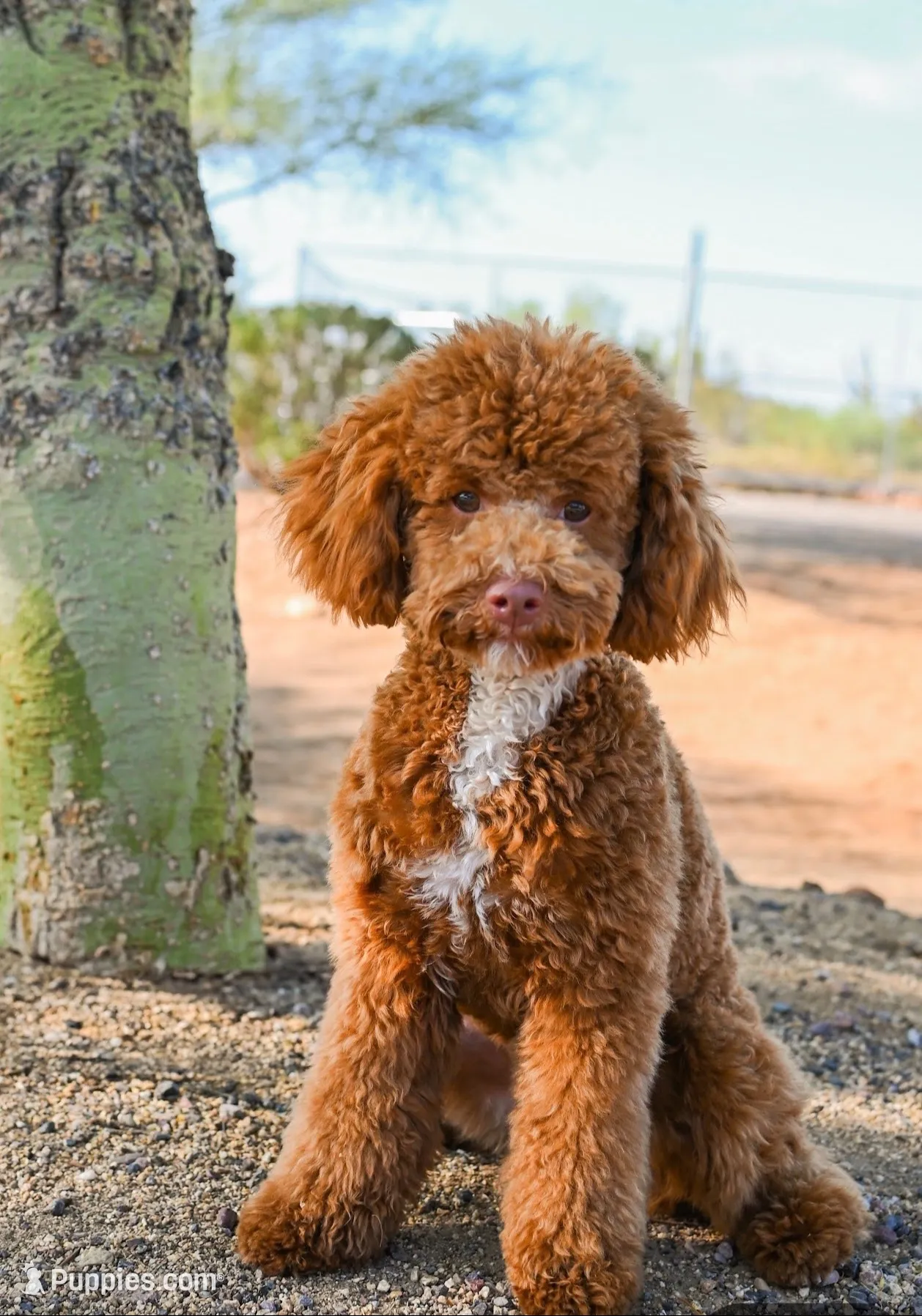 Rudy, a male Miniature Goldendoodle for sale in Mesa, AZ – 6 of 6