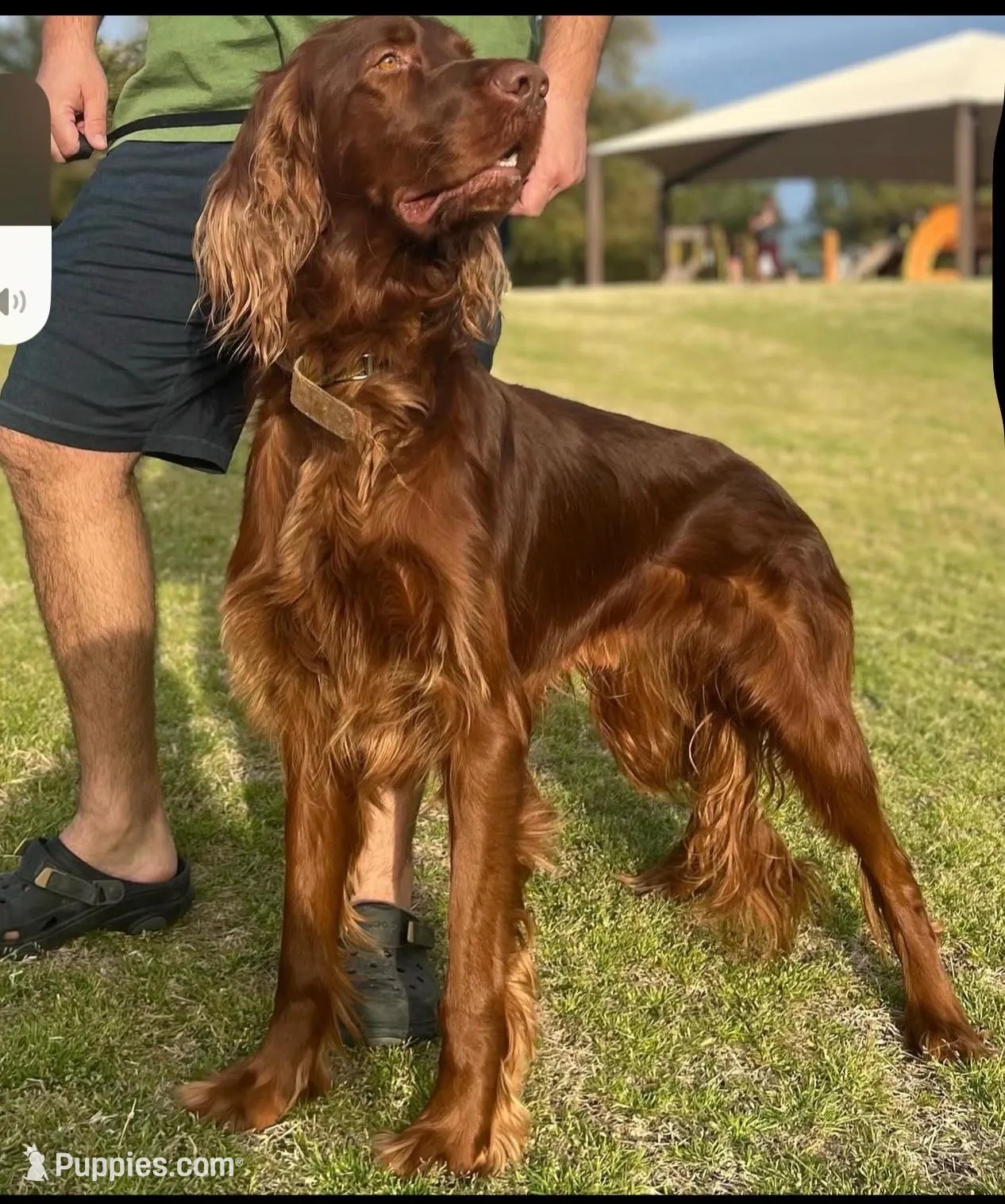 Connelly, a male Irish Doodle for sale in Mesa, AZ – Photo 7 of 7