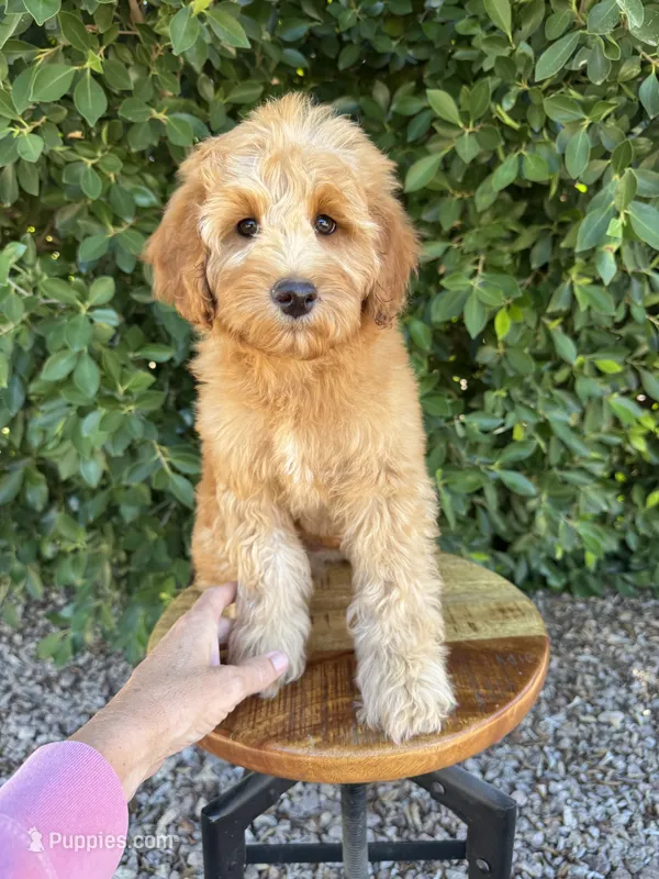 Rodney – Miniature Goldendoodle puppy for sale in Mesa, AZ