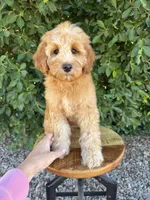 Kempton, a male Miniature Goldendoodle for sale in Mesa, AZ – 1 of 6