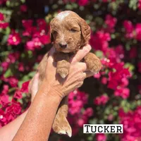 Tucker, a male Miniature Goldendoodle for sale in Mesa, AZ – 4 of 7