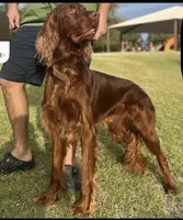 Clancy, a male Irish Doodle for sale in Mesa, AZ – Photo 7 of 7