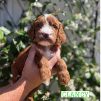 Clancy, a male Irish Doodle for sale in Mesa, AZ – Photo 4 of 7