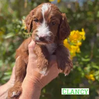 Clancy, a male Irish Doodle for sale in Mesa, AZ – Photo 3 of 7