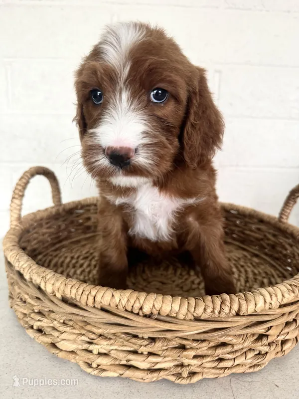 Clancy – Irish Doodle puppy for sale in Mesa, AZ