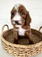 Clancy, a male Irish Doodle for sale in Mesa, AZ – Photo 2 of 7