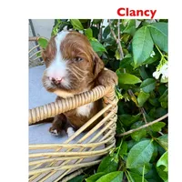 Clancy, a male Irish Doodle for sale in Mesa, AZ – Photo 5 of 7