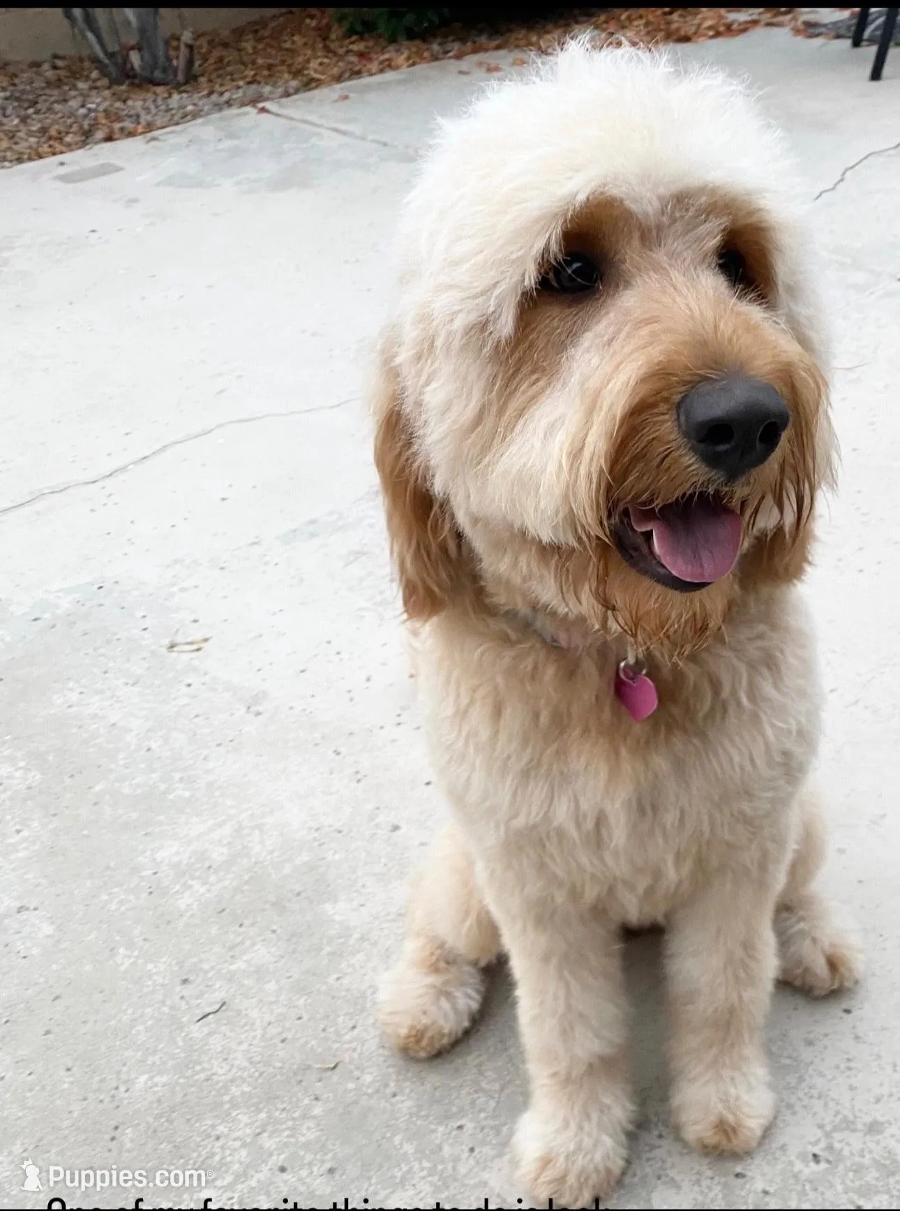 Rodney, a male Miniature Goldendoodle for sale in Mesa, AZ – Photo 4 of 4