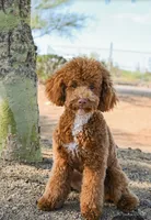 Tucker, a male Miniature Goldendoodle for sale in Mesa, AZ – 7 of 7