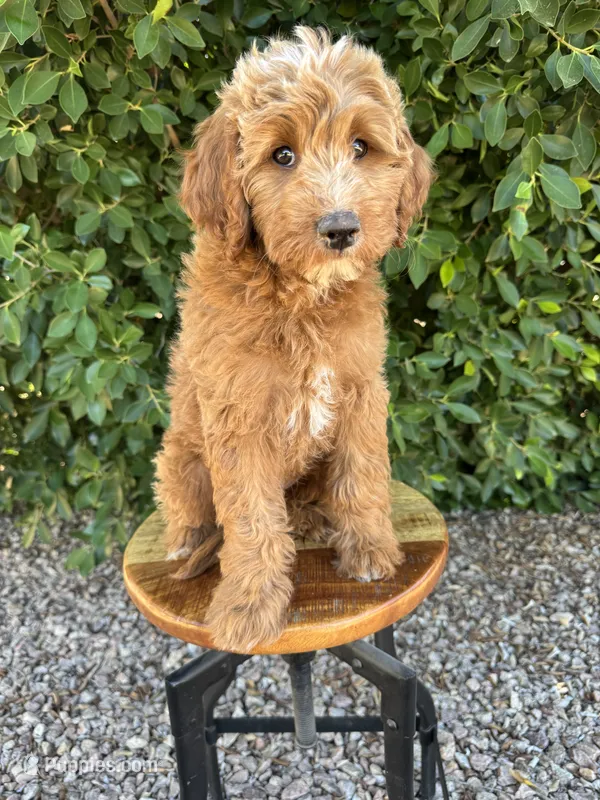 Tucker – Miniature Goldendoodle puppy for sale in Mesa, AZ