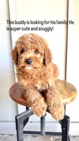 Pace, a male Miniature Goldendoodle for sale in Mesa, AZ – 2 of 7