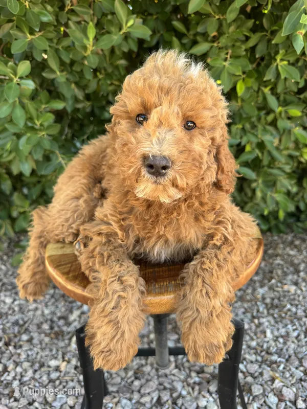 Rudy – Miniature Goldendoodle puppy for sale in Mesa, AZ