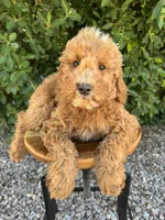 Pace, a male Miniature Goldendoodle for sale in Mesa, AZ – 1 of 7