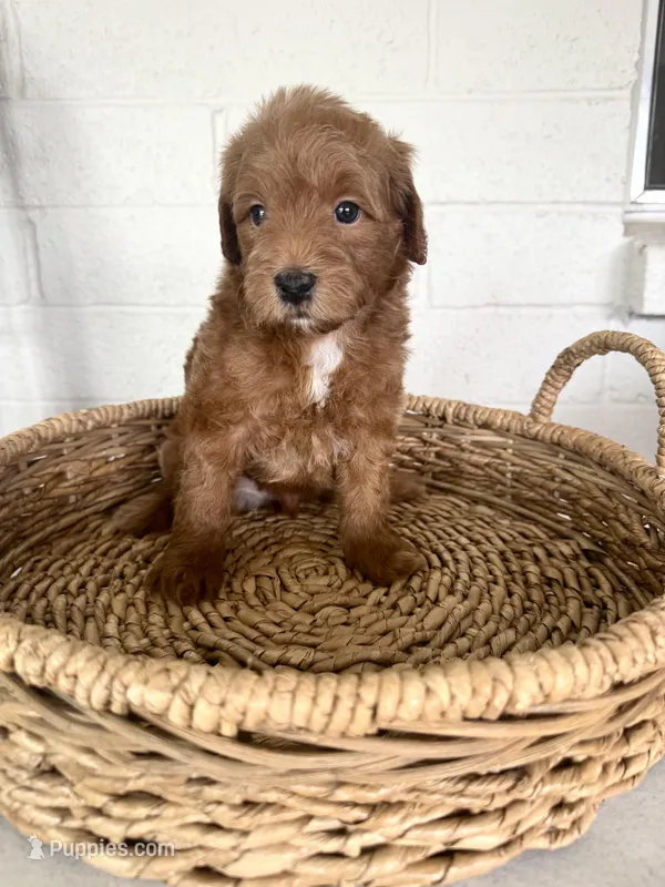 Kempton – Goldendoodle puppy for sale in Mesa, AZ