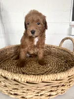 Kempton, a male Goldendoodle for sale in Mesa, AZ – Photo 1 of 6