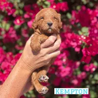 Kempton, a male Goldendoodle for sale in Mesa, AZ – Photo 3 of 6