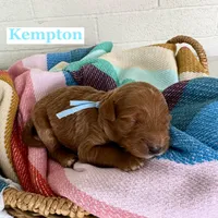 Kempton, a male Goldendoodle for sale in Mesa, AZ – Photo 4 of 6