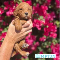 Kempton, a male Goldendoodle for sale in Mesa, AZ – Photo 2 of 6