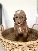 Tucker, a male Miniature Goldendoodle for sale in Mesa, AZ – 2 of 7