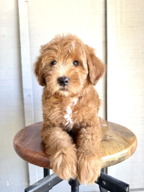 Rudy – Miniature Goldendoodle puppy for sale in Mesa, AZ