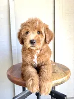Rudy, a male Miniature Goldendoodle for sale in Mesa, AZ – 1 of 6