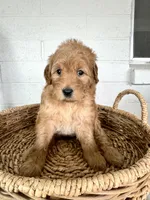 Rodney, a male Miniature Goldendoodle for sale in Mesa, AZ – Photo 1 of 4