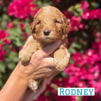 Rodney, a male Miniature Goldendoodle for sale in Mesa, AZ – Photo 2 of 4