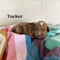 Tucker, a male Miniature Goldendoodle for sale in Mesa, AZ – 5 of 7