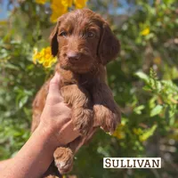 Sullivan, a male Irish Doodle for sale in Mesa, AZ – Photo 3 of 7