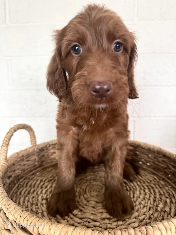 Sullivan – Irish Doodle puppy for sale in Mesa, AZ