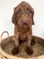 Sullivan, a male Irish Doodle for sale in Mesa, AZ – Photo 1 of 7