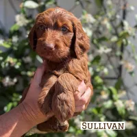 Sullivan, a male Irish Doodle for sale in Mesa, AZ – Photo 2 of 7